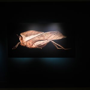 Dead leaf grasshopper from the exhibition, Microsculpture, by the photographer, Levon Biss.