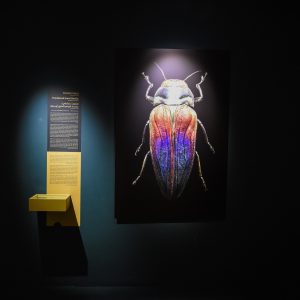 From the exhibition, Microsculpture, by the photographer, Levon Biss. Gallery photo: Sion Moyal