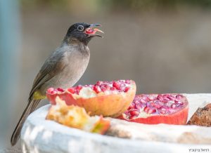 White-spectacled bulbul, Tal-El