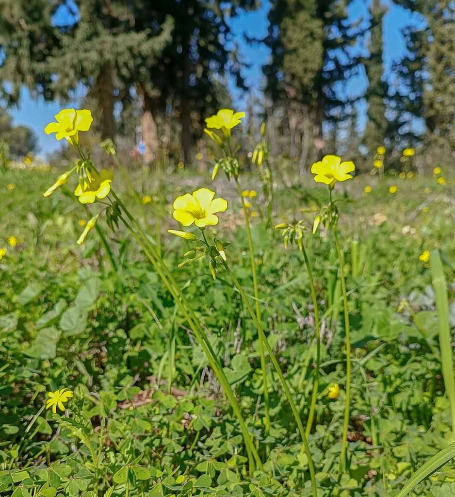 Wood sorrel in woodland in the Galilee, photo: Daniel Berkowitz