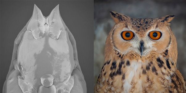 من اليمين: صورة للبوهة الصحراويّة Bubo ascalaphus ;من اليسار: استعراض خادرة ذباب العفص من نوع Ruschiola bubonic 