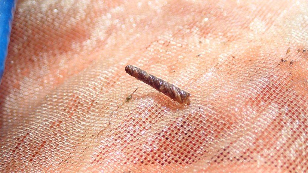 זחל של שעיר כנף ממשפחת השופרוניים (Leptoceridae)