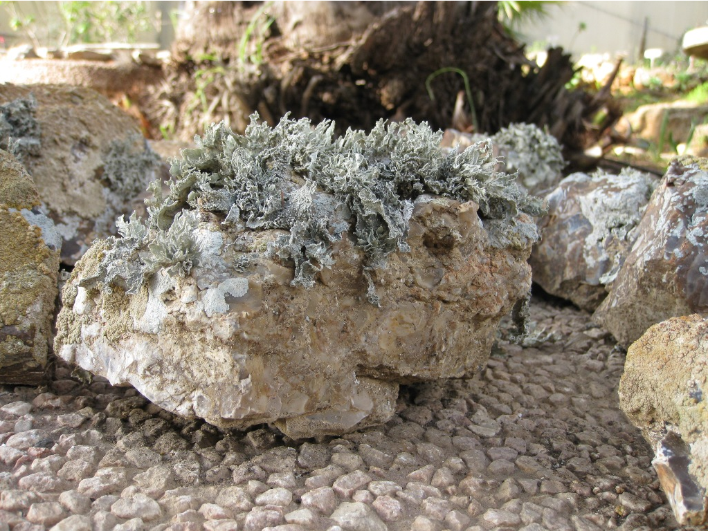 חזזיות, צילום: יובל ספיר