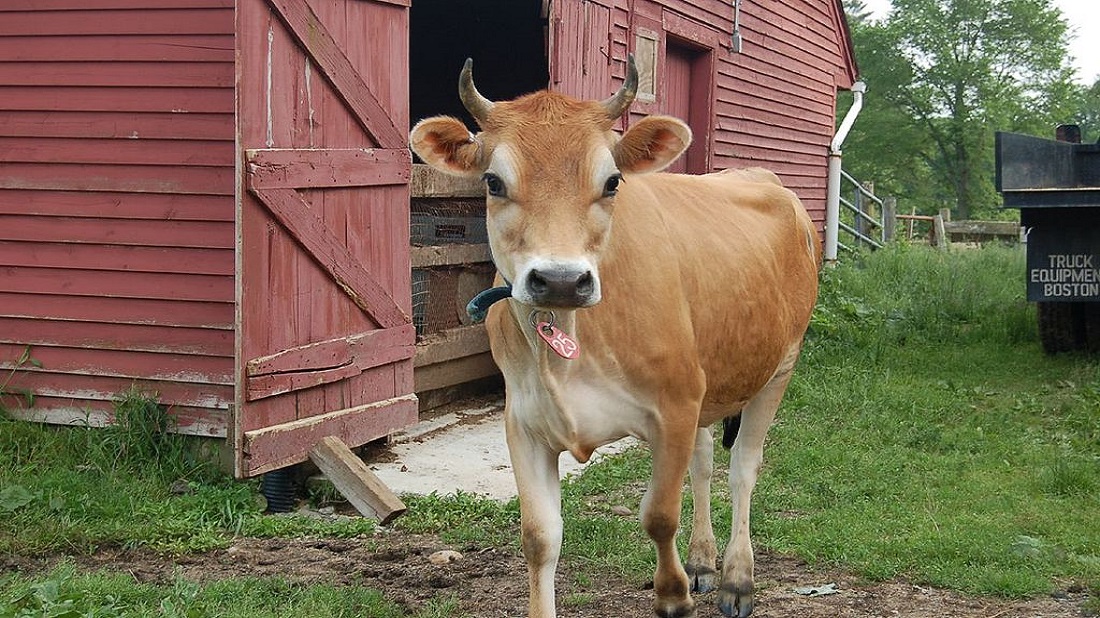 Jennifer Dickert from Dover, NH, USA, CC BY 2.0 , via Wikimedia Commons