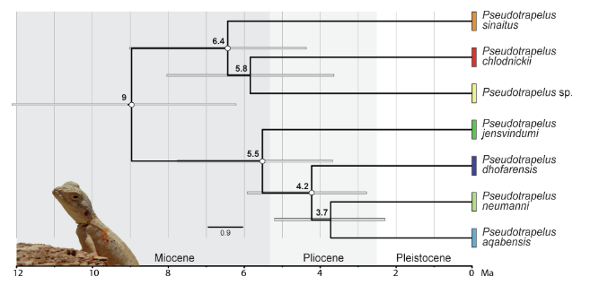 שושלת מיני החרדונים, מקור: Tamar et al. (2019). Saudi Journal of Biological Sciences, 26(7), 1442–1449.