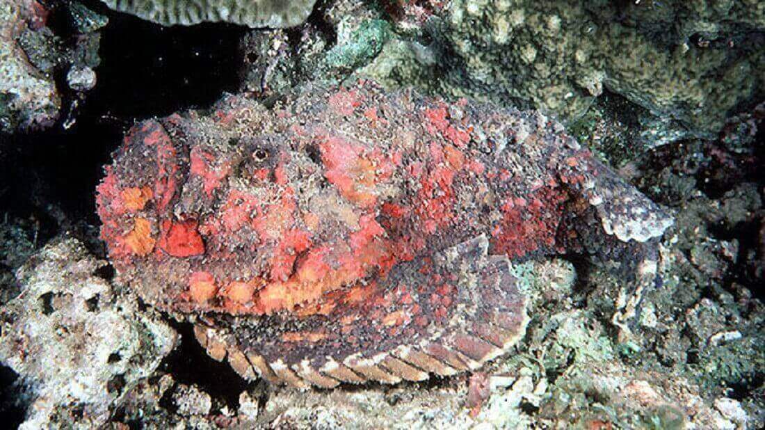 אבנון Synanceia verrucosa. מקור: FishBase. צילום: John E. Randall