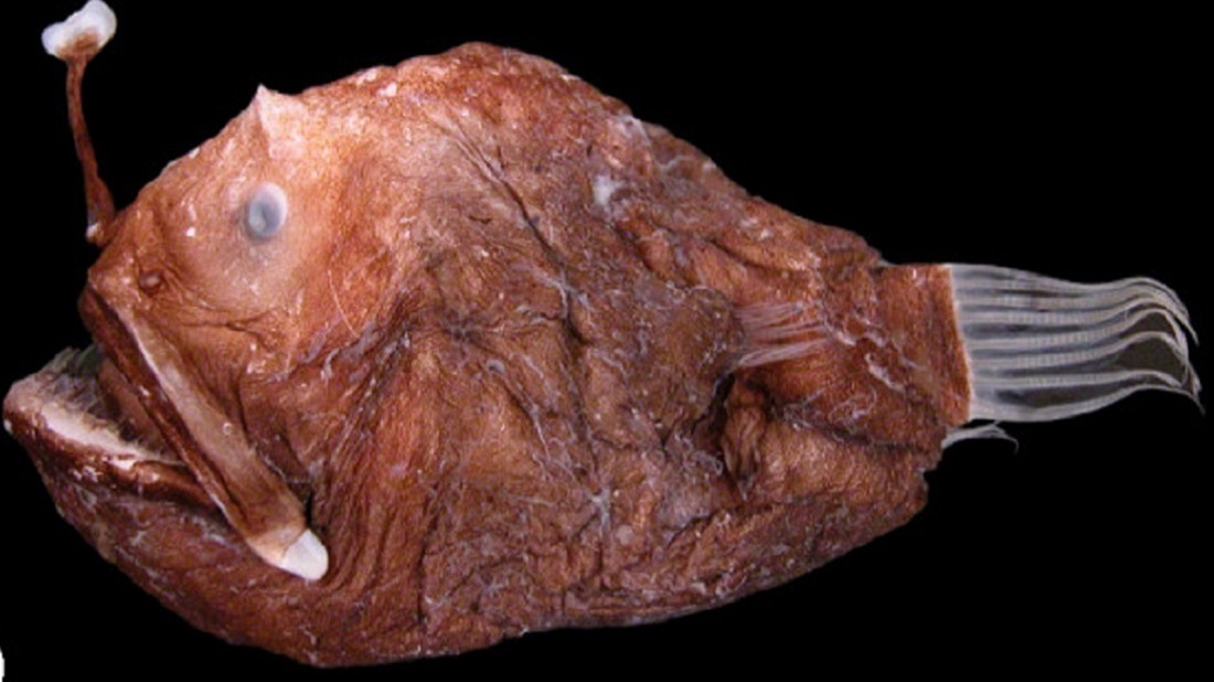 דג חכאי, Masaki Miya et al., CC BY 2.0 Wikimedia Commons