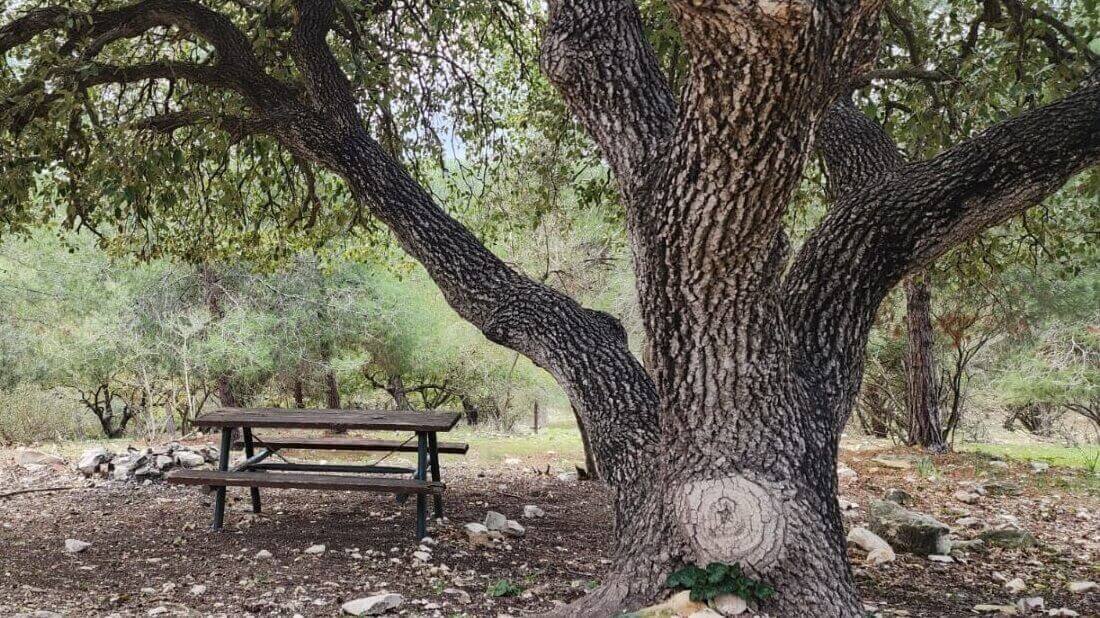 טבעות בגזע העץ מספרות את סיפור חייו. צילום: ג'ומאנה באריה