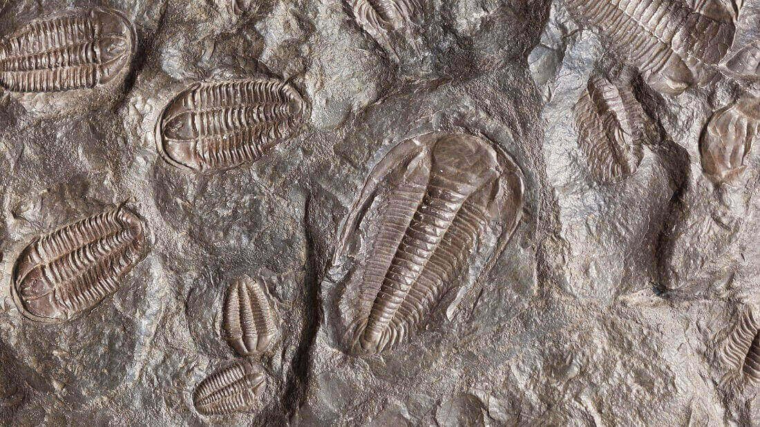 טרילוביטים: חיו כאן בעבר ונעלמו. https://pixabay.com/photos/ancient-animal-biology-evolution-165001/