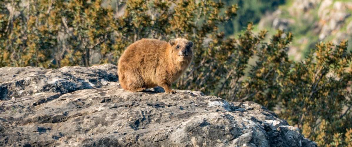 compressed_4951140-rock-hyrax-2184428_1920 (2)