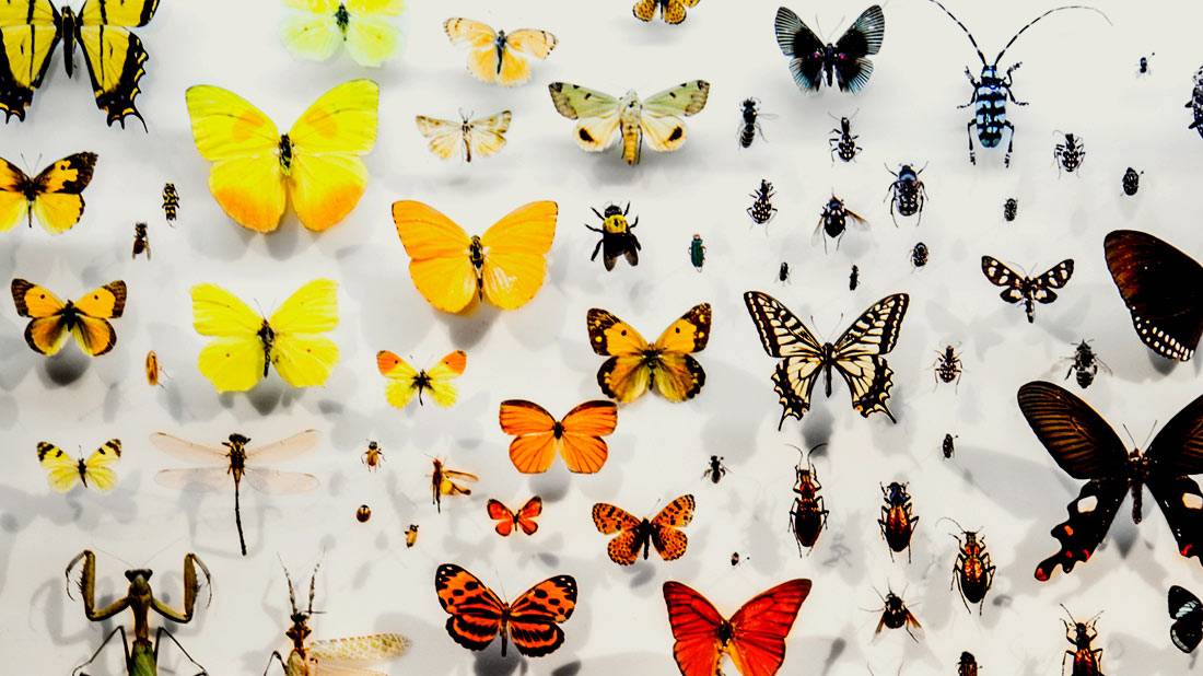 Insects