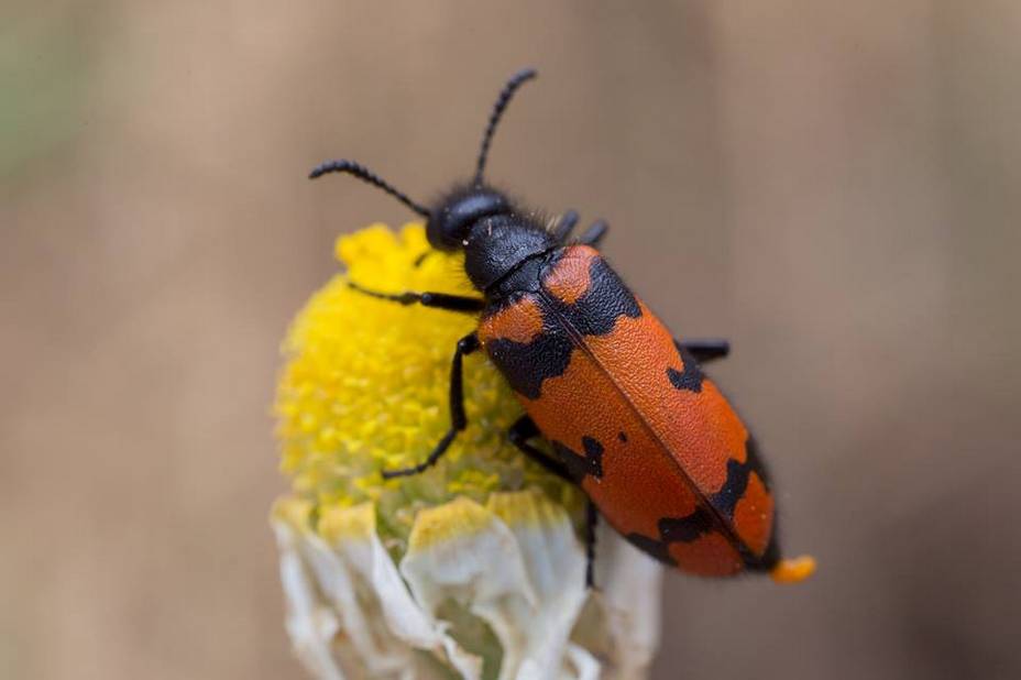 God has a soft spot for beetles