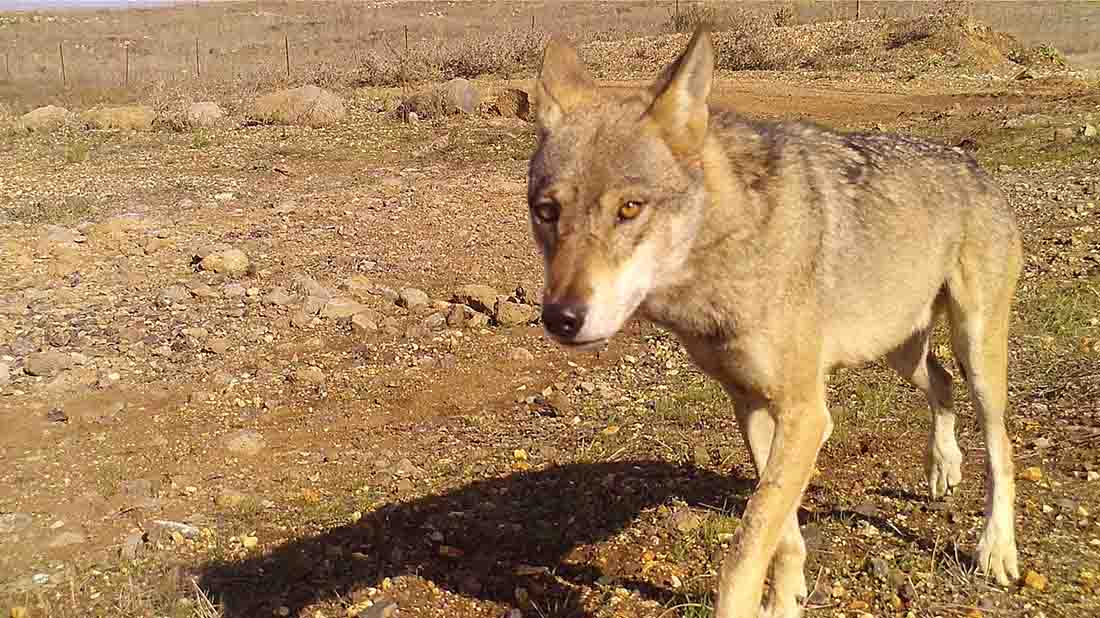 Wolf tales
