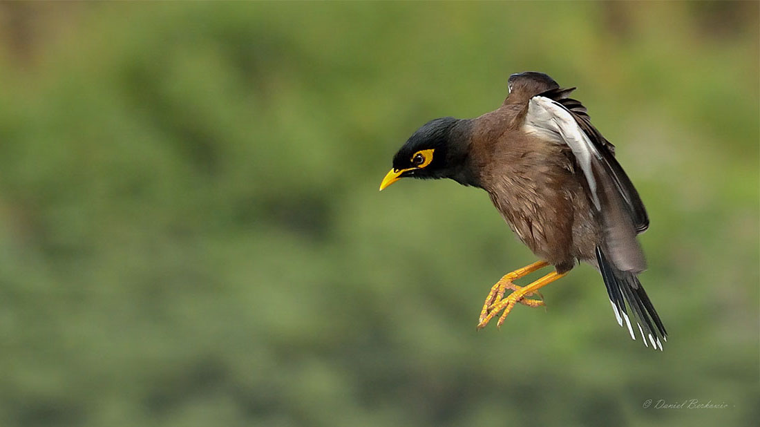 Invasive Species: What’s All the Fuss About?