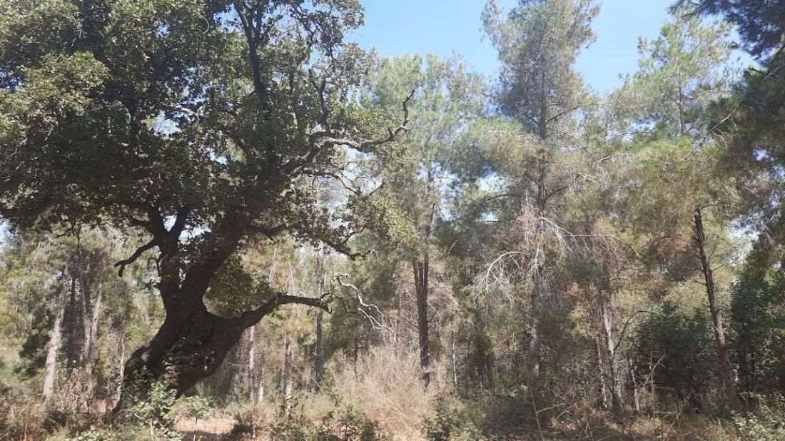 ביערות הנטועים שצפיפות האורנים שבהם אינה גבוהה, עלייה בכיסוי הצומח נגרמת כתוצאה מהתבגרות העצים, התפשטות של זריעים והתפתחות תת-יער (שיחים, בני-שיח, עשבוניים וכן מיני עצים רחבי עלים. צילום: אחיעד שדה