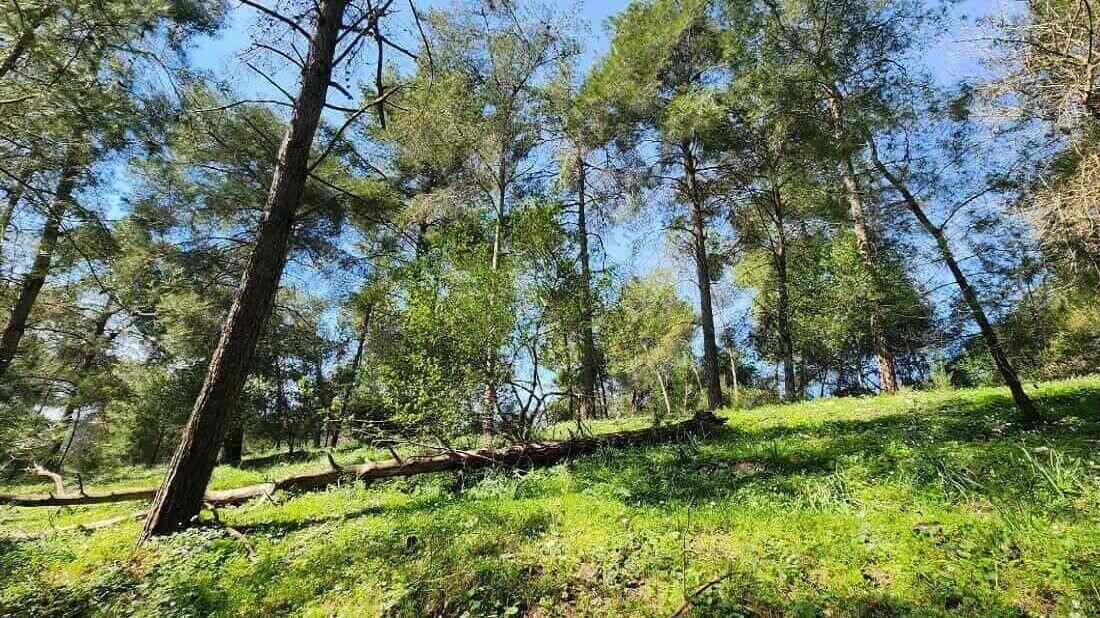 את היער צריך לנהל בתבונה. צילום: ג'ומאנה באריה