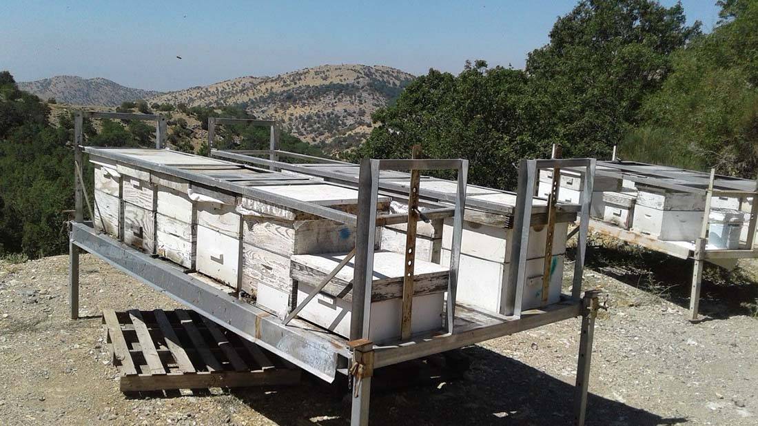 Beehives Threatening Mt. Hermon Ecosystem