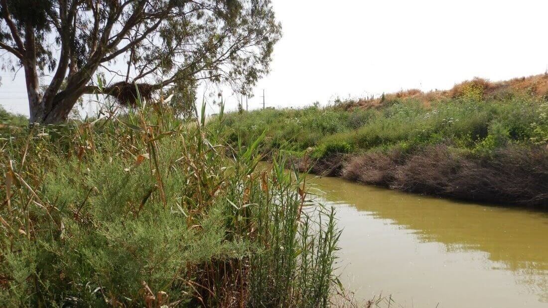 ניטור הידרוביולוגי של אגן הקישון | אקולוגיה אקווטית