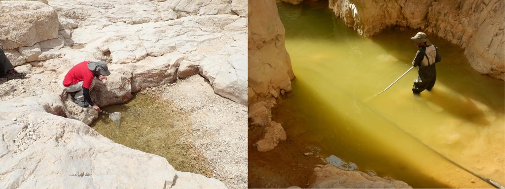 דיגום חסרי חוליות בגב מלא מים (תמונה ימנית) ובגב לקראת התייבשות (תמונה שמאלית) בנחל אשלים. צילום: צוות המלא"ק