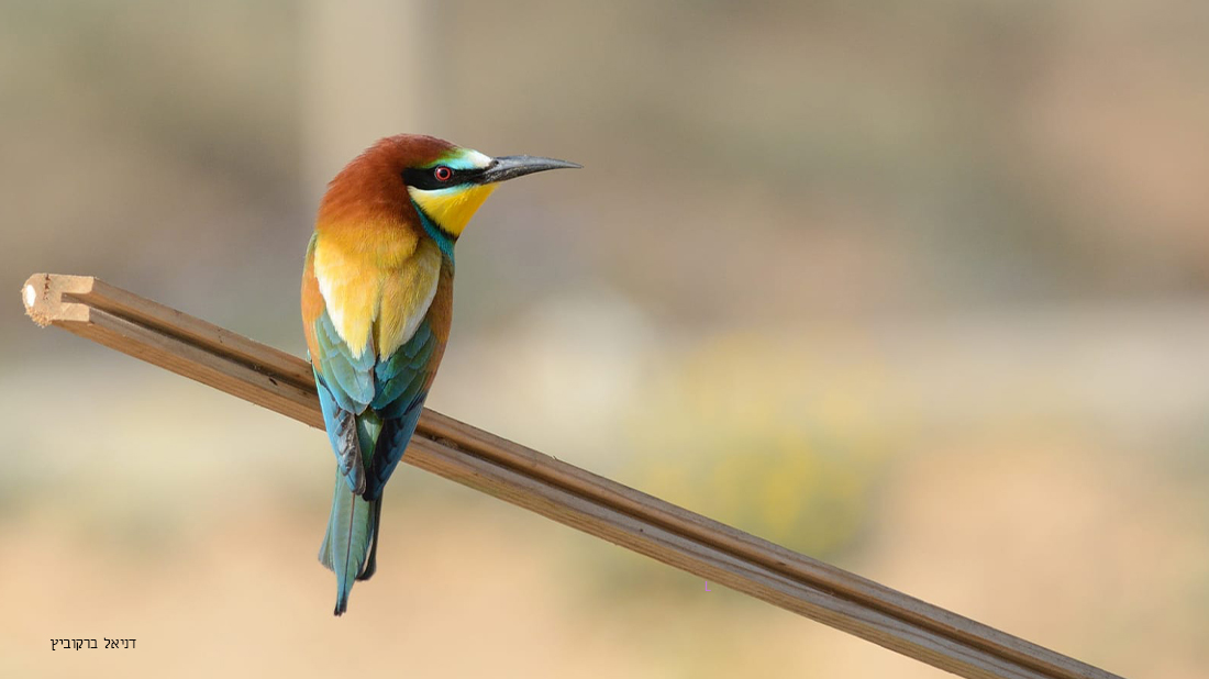 Birds Make Us Happy