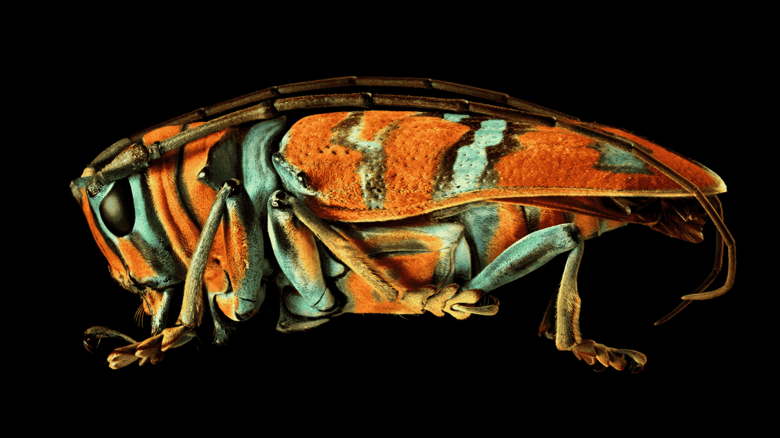 Microsculpture | حشرات بالحجم الكبير