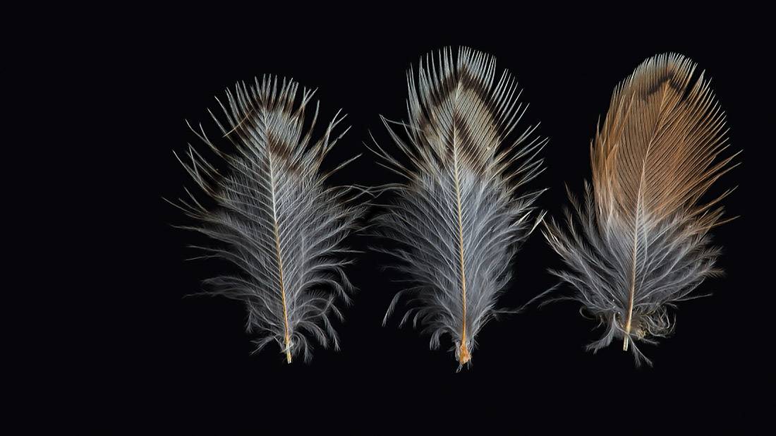Feather identification Lab